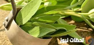 أهم فوائد الميرمية للرحم