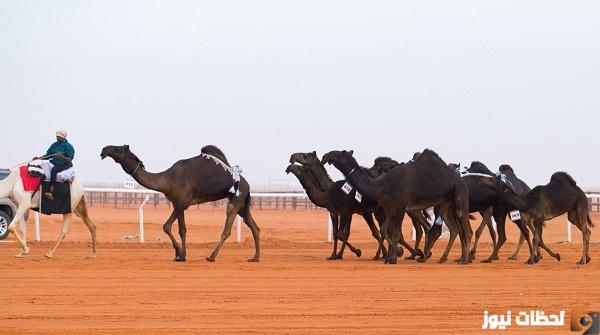 موعد مهرجان الملك عبدالعزيز للإبل