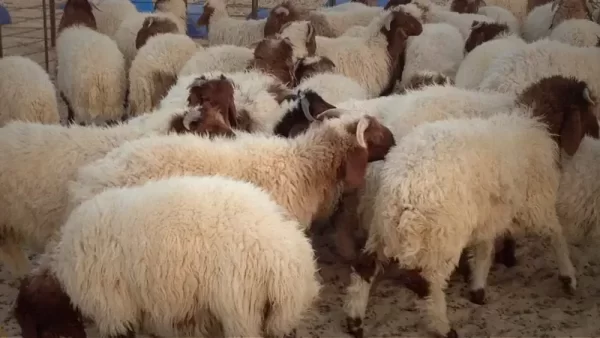 منافذ بيع الأضاحي 2023 منافذ وزارة الزراعة لبيع اللحوم