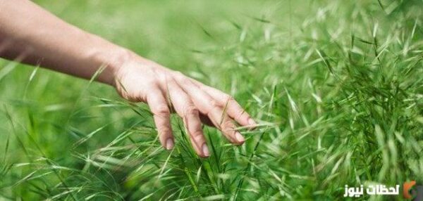 للنباتات فوائد عديدة تعود على الإنسان والبيئة ضد كلمة فوائد هي