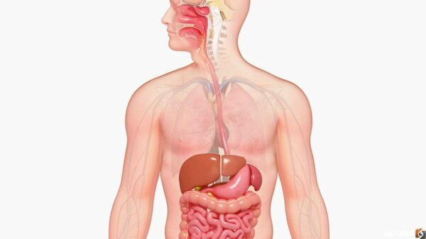 جزء في جسم الإنسان من حرفين إذا قلبته أصبح جزء آخر.. فما هو؟