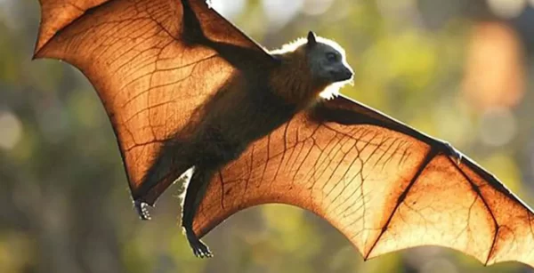 من هو الحيوان الذي لا يلد ولا يبيض