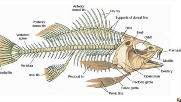 لها هيكل من العظم، وتشكل قرابة 95 من الأسماك