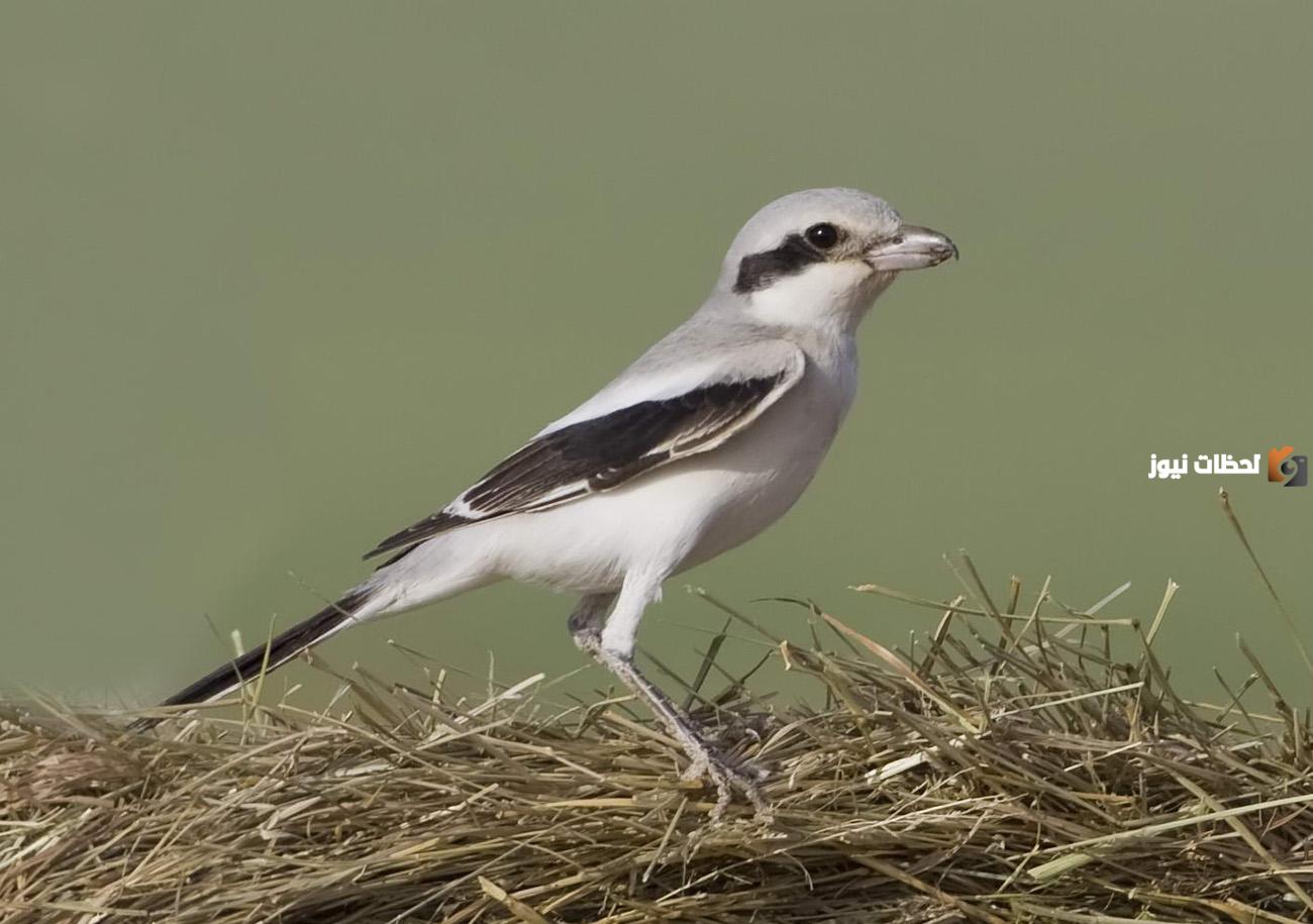 اسماء الطيور في الكويت