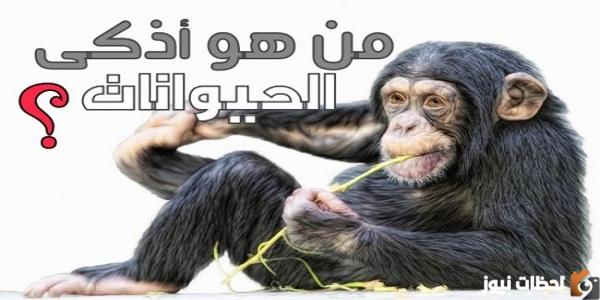 من هو اذكى حيوان في العالم من 9 حروف كلمات متقاطعة