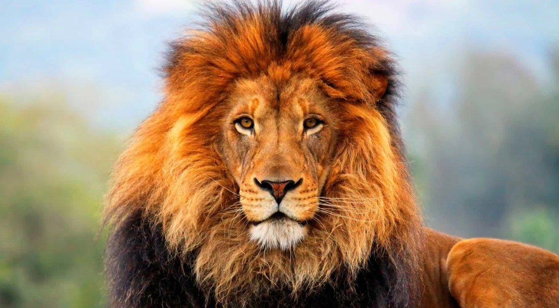 Qual é o significado de um sonho com um leão depois da ruqyah? - Jornal Mozaat News