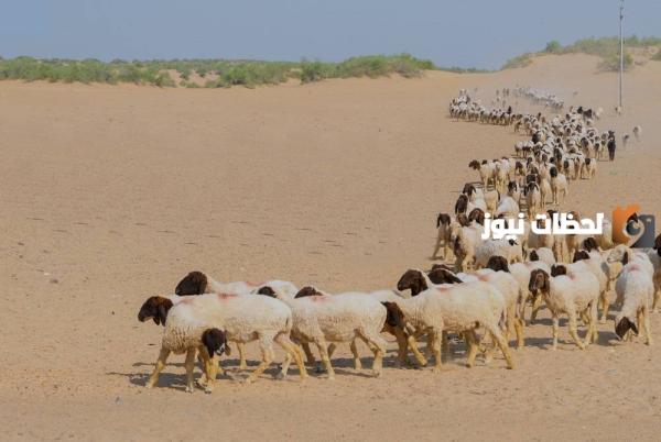 وزارة البيئة والمياه والزراعة تنبه على انتهاء مهلة الرعي لغير السعوديين وتبدأ في اتخاذ الإجراءات