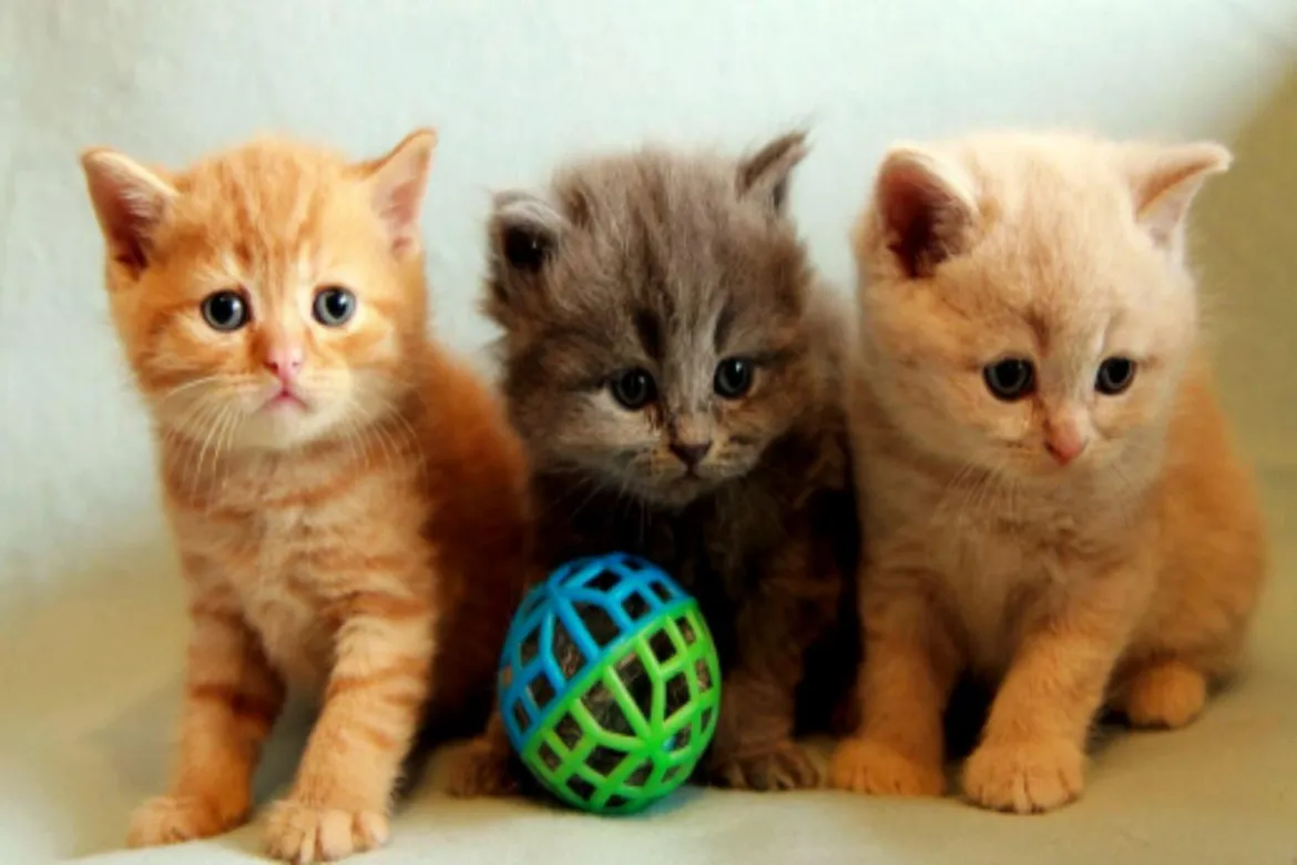 أسماء قطط كيوت