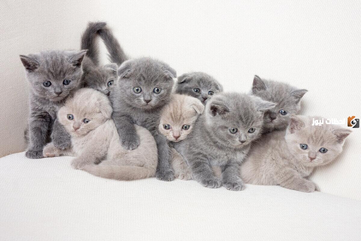 أسماء قطط ملكية إناث