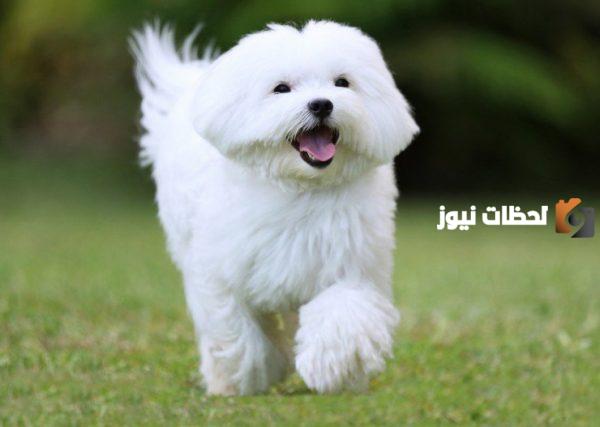 أسماء كلاب ذكور لولو