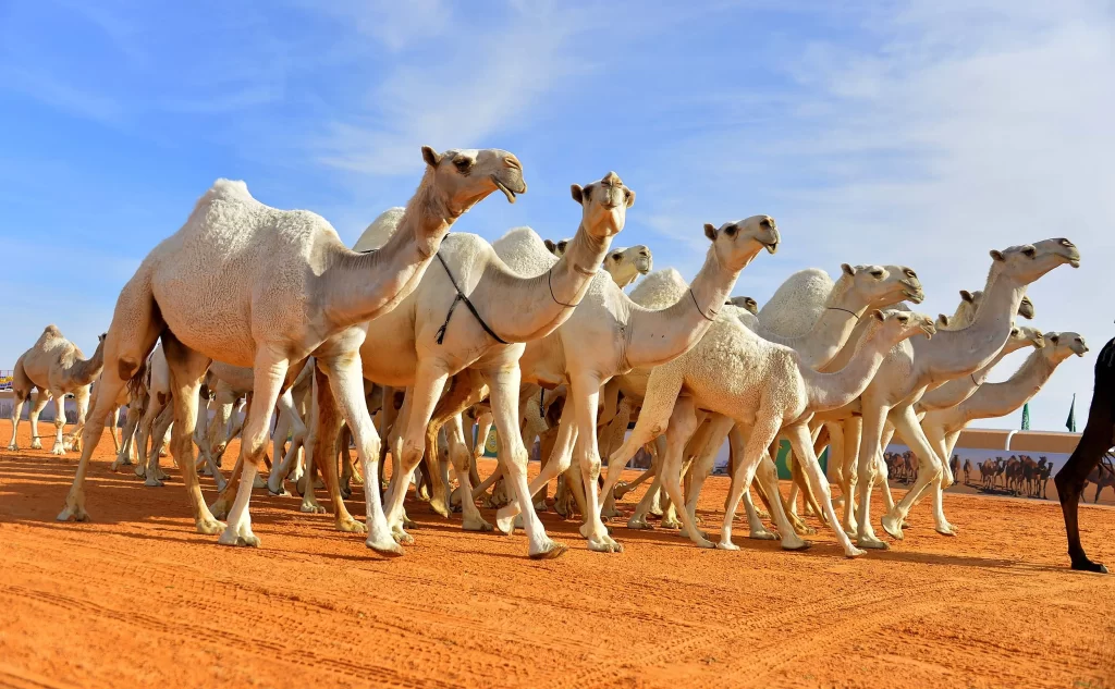 أصل ونسب قبيلة الحربش وش يرجع ؟