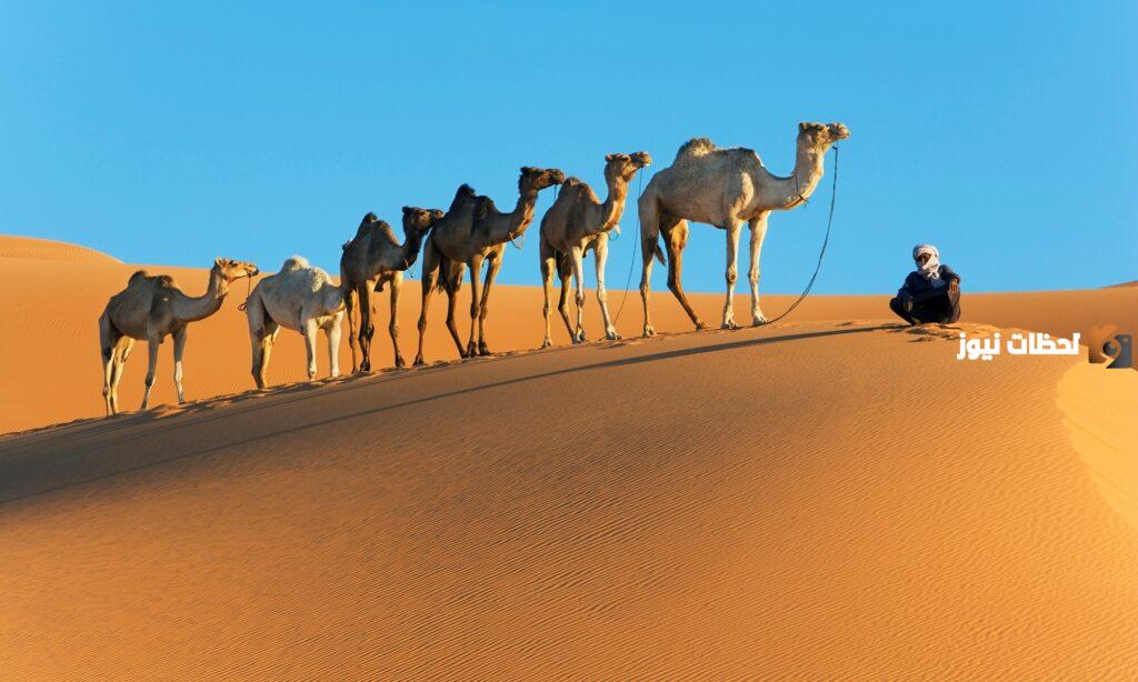 أصول عائلة المفرجي من أي قبيلة؟