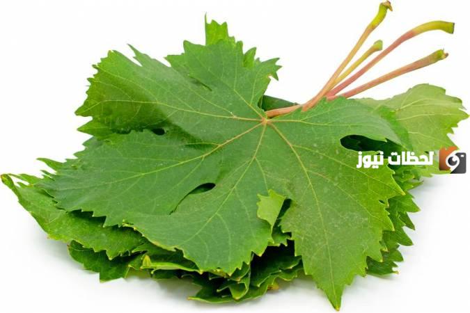 أفضل أنواع ورق العنب