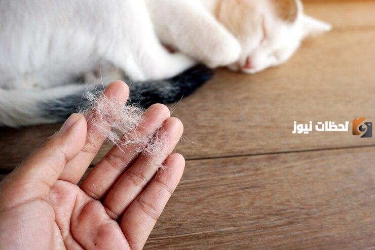 أمراض القطط الصغيرة
