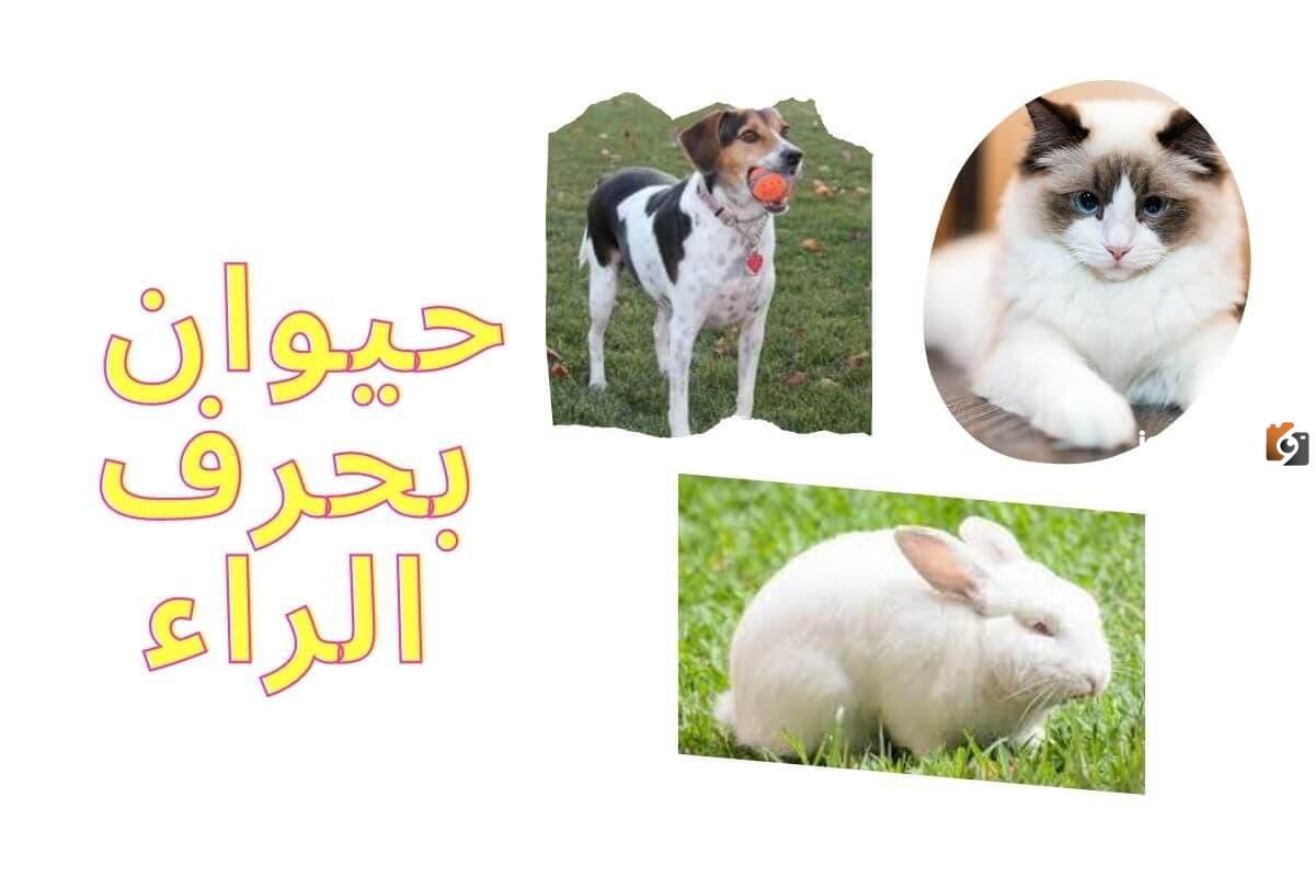 اسم حيوان بحرف الراء