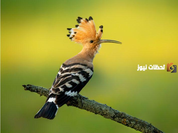 اسم حيوان بحرف الهاء