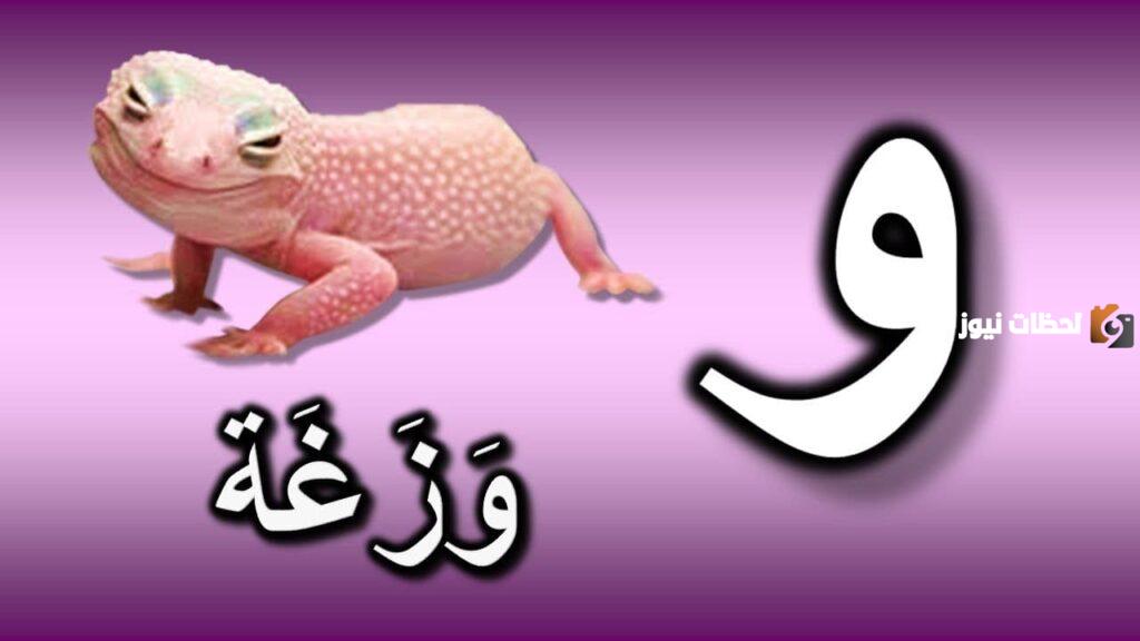 اسم حيوان بحرف الواو