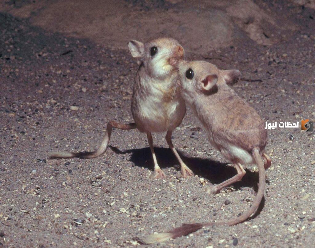 اسم حيوان بحرف الياء