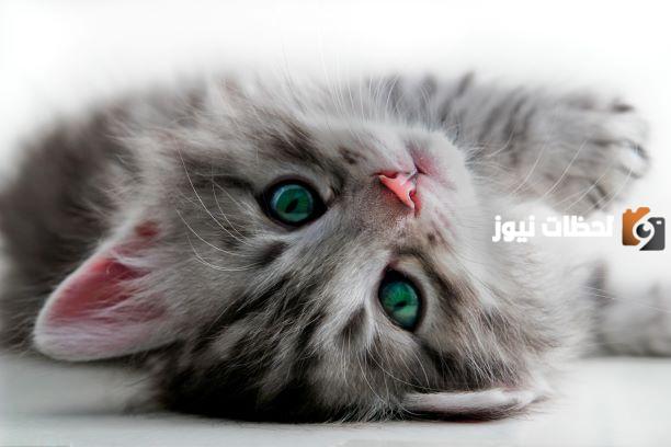أسماء قطط إناث ومعانيها
