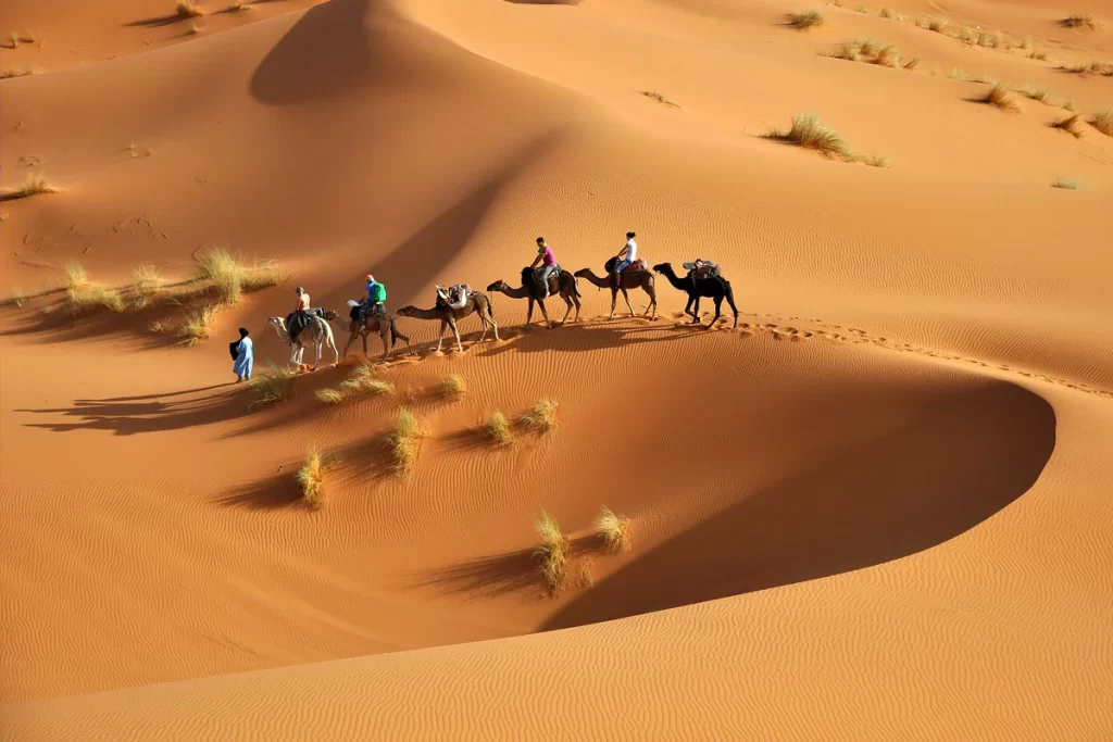 الرفاعي وش يرجع