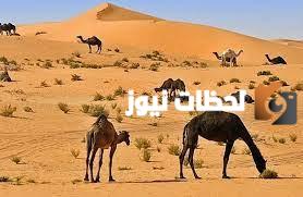 العبيلي وش يرجع