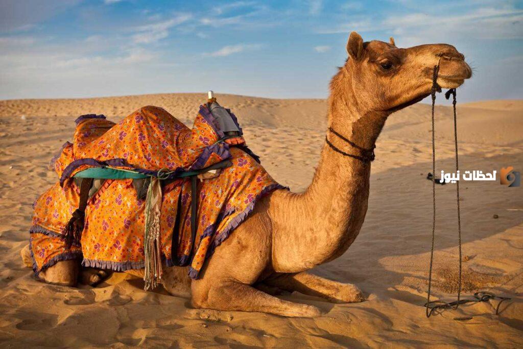 المغيري وش يرجع