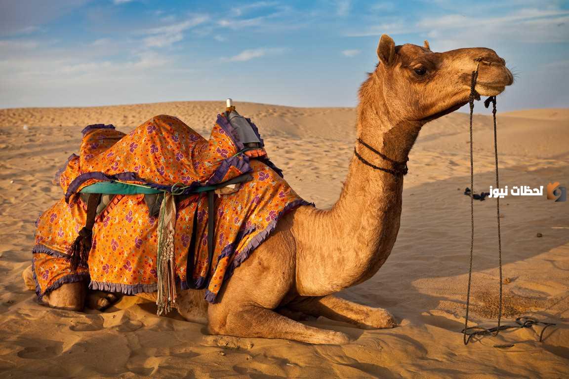 المغيري وش يرجع