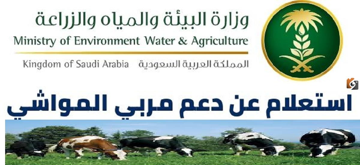 تعرف على خطوات الاستعلام عن أهلية دعم المواشي