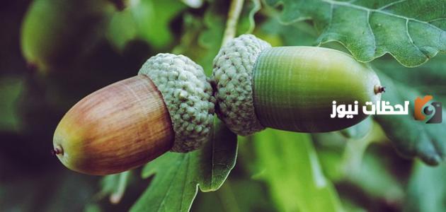 ثمار البلوط