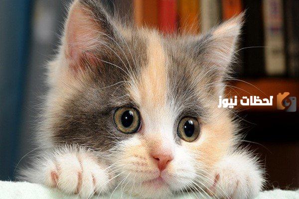 رؤية القطط في المنام للعزباء