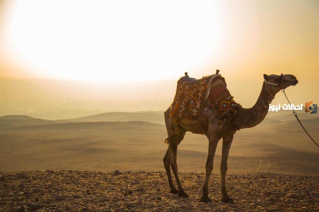 عائلة العامري من وين