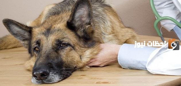 علاج الديدان عند الكلاب
