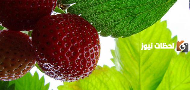 فوائد أوراق الفراولة