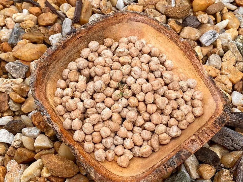 فوائد بذور الاكبي