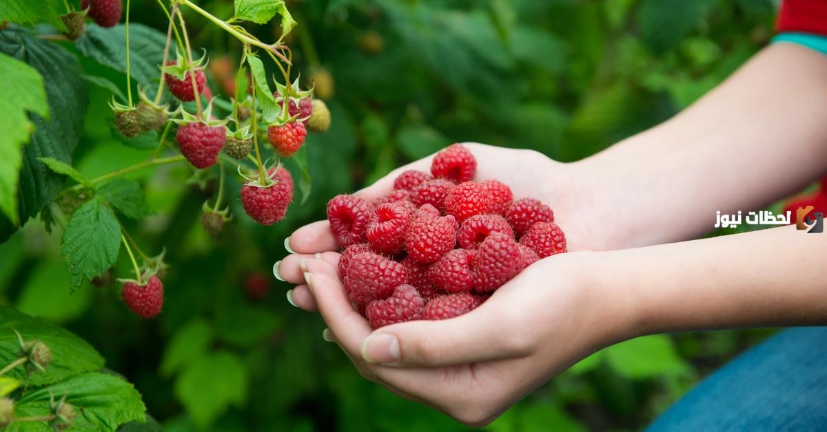 فوائد توت العليق