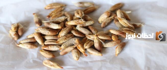 فوائد نواة البلح