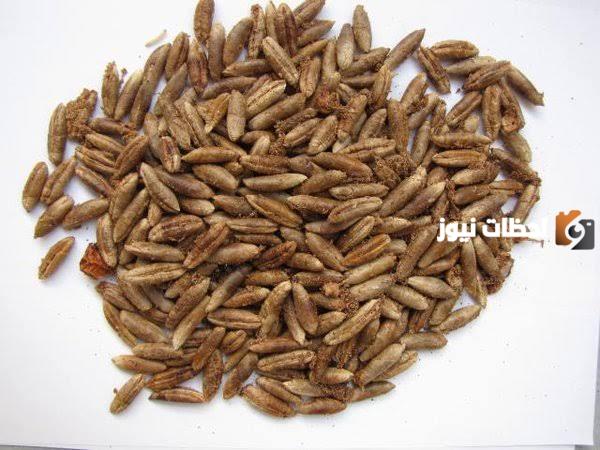 فوائد نوى البلح