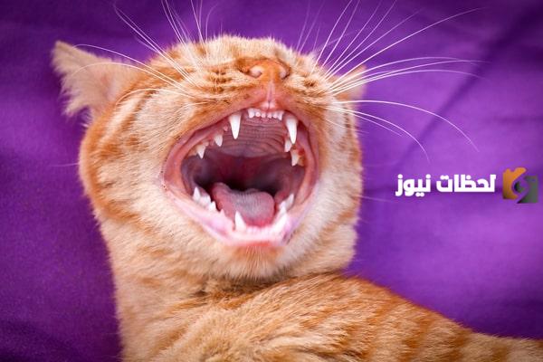 كم عدد اسنان القط البالغ