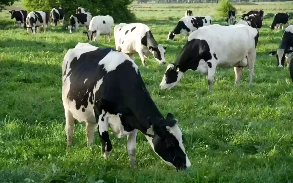 كم مبلغ إعانة مربى المواشي للراس الواحد