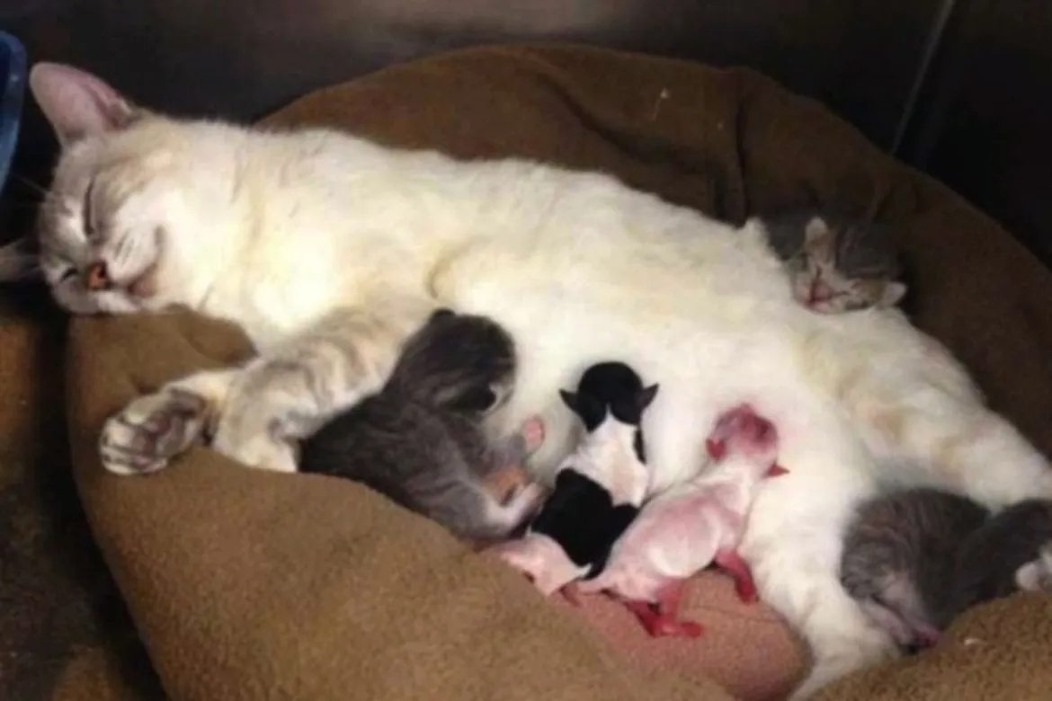 كيف اعرف ان القطة انتهت من الولادة