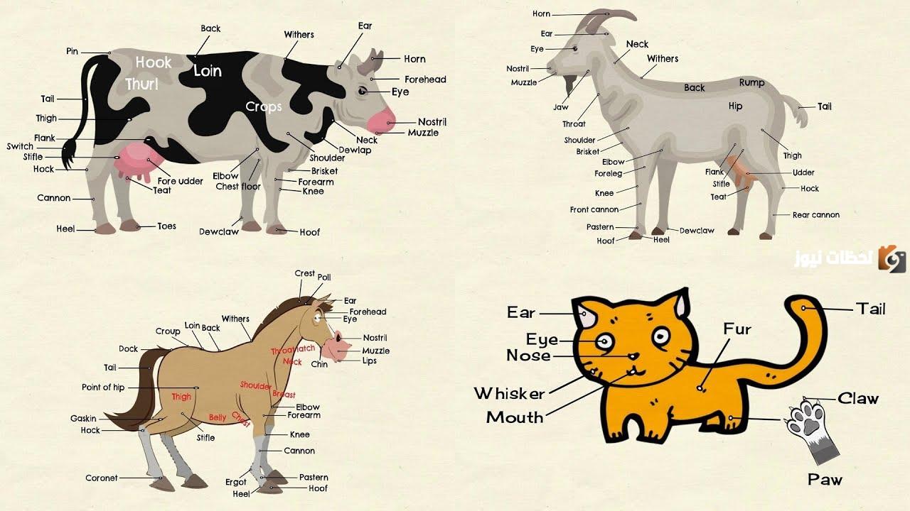 كيف تساعد أجهزة الجسم الحيوانات على البقاء