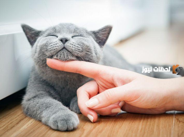 كيفية تدريب القطط على القدوم والمصافحة
