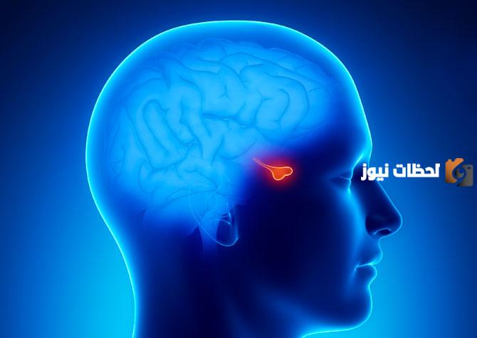ما الغدة التي تسيطر على معظم النشاطات الحيوية في الجسم