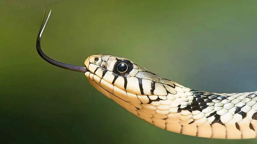 ما تفسير حلم الثعبان في الحمام