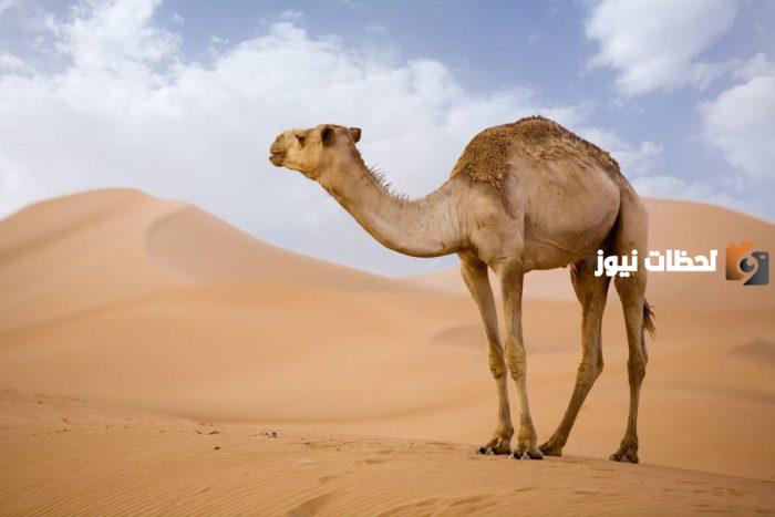 ما تفسير حلم موت الجمل في المنام؟