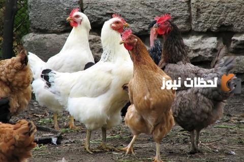 ما تفسير رؤية موت الدجاج في المنام؟