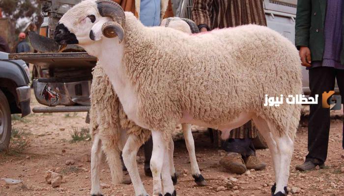 ما حكم من لا يضحي في العيد