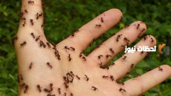 ما معنى حلم النمل يمشي على الجسم أو الوجه؟