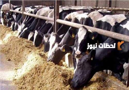 ما هي شروط قرض المواشي