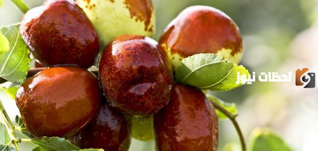ما هي فوائد العناب